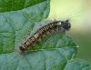 Lymantria dispar